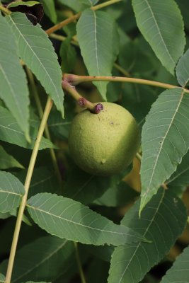 Juglans nigra - ořešák černý - plod